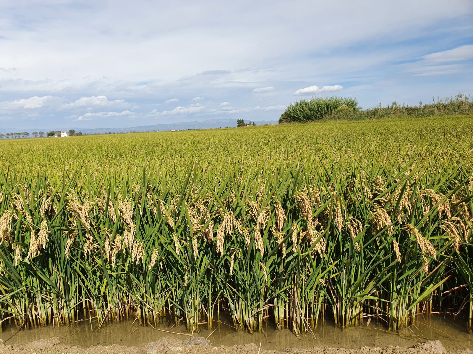 Arroz-Delta del Ebro