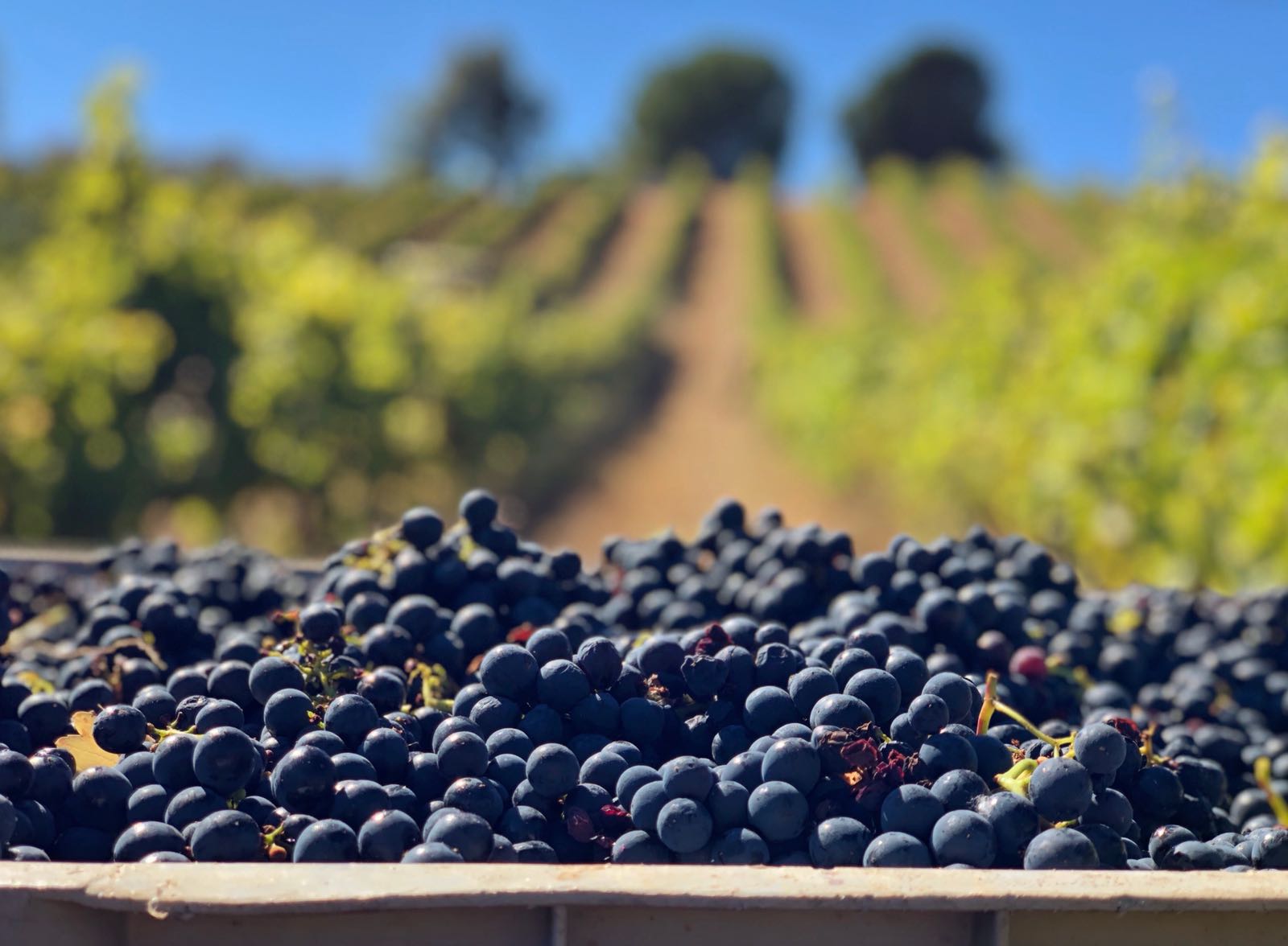 Bierzo-Bodega del Abad-LeónSeVive